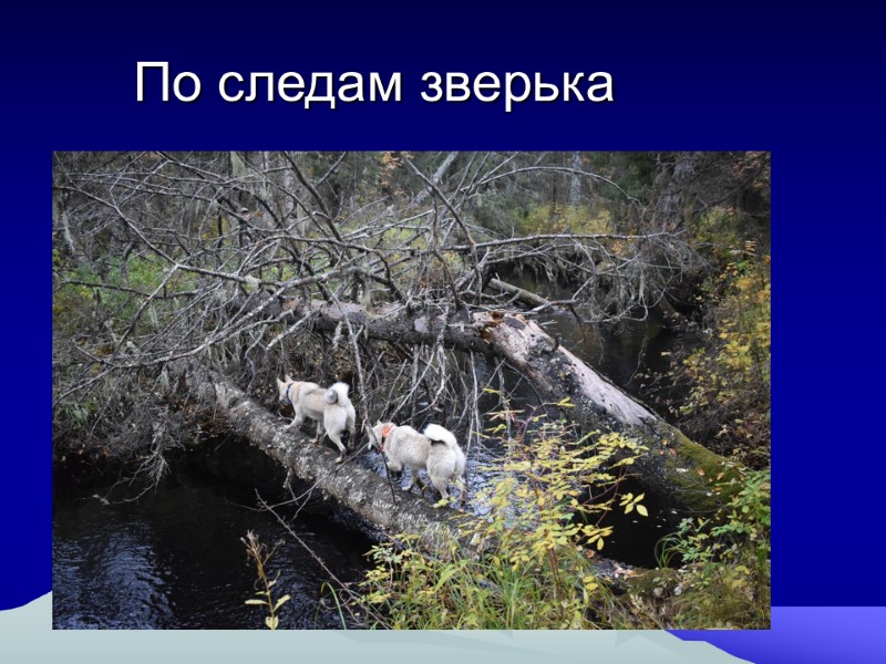 По следам зверька